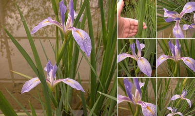 View Flag Iris