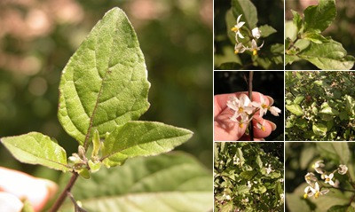 View Nightshade