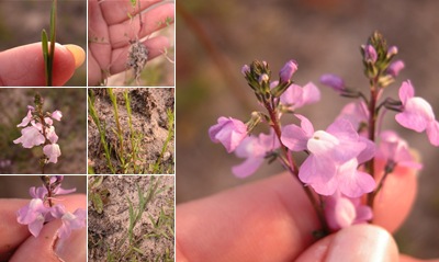 View Toadflax
