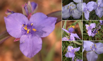 View Spiderwort
