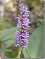 Pickrelweed