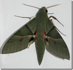 gaudysphinx