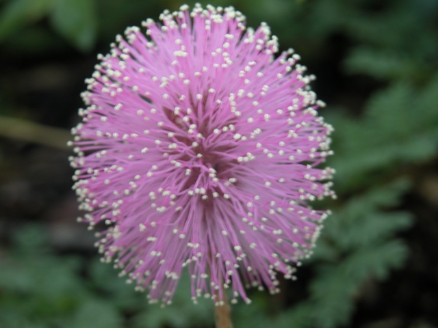 [Mimosa 2[3].jpg]