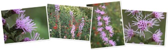 View liatris