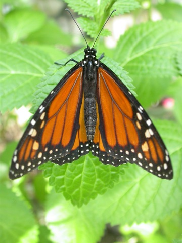 [monarch[4].jpg]