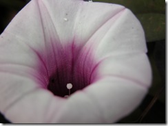 DSCN0041