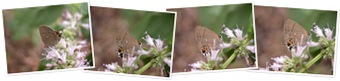 View fulvous hairstreak
