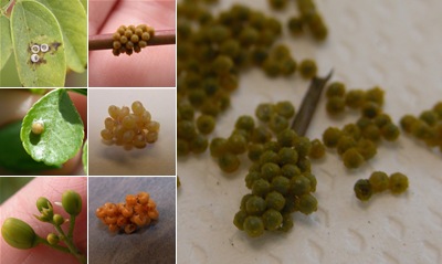 View Butterfly Eggs