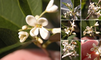 View Osmanthus