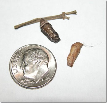chrysalis