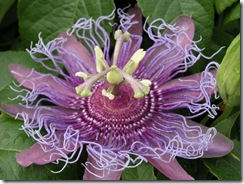 Passiflora