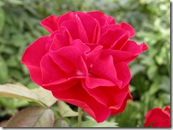 Rose red