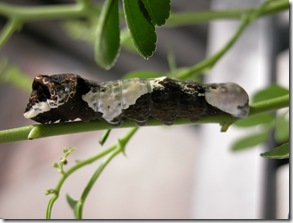 Giant Swallowtail Larvae