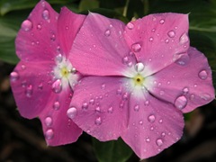 DSCN0278