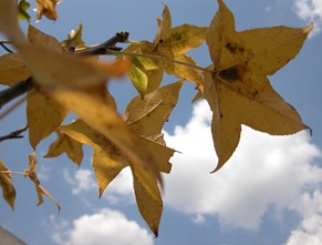 DSCN0019