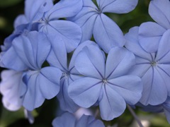 Plumbago Flowers