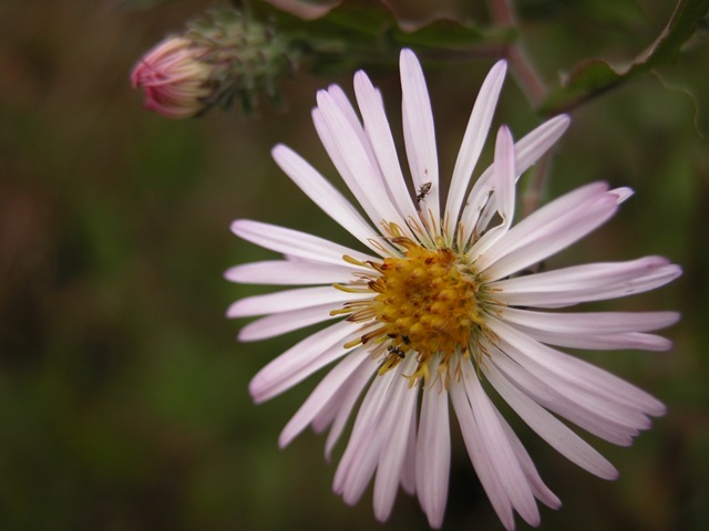 [Aster[2].jpg]
