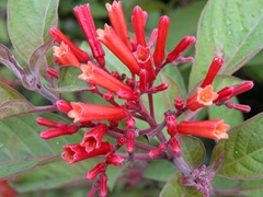 Firebush flowers