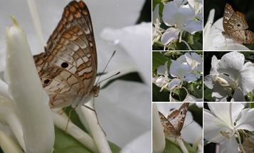 View Butterfly Ginger