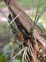 Bartram's Airplant (Tillandsia bartramii)