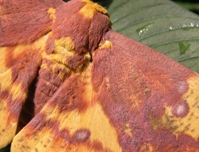 Imperial Moth closeup