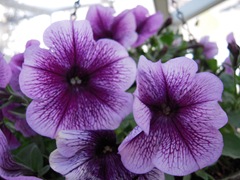 DSCN4985