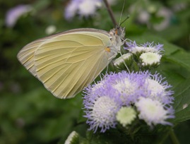 Great Southern White male perching on ageratum