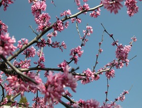 Redbud