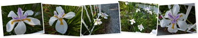 View African Iris