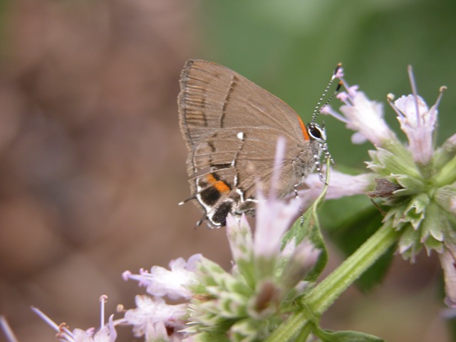 [Hairstreak 2[3].jpg]