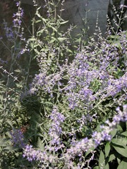 DSCN0038