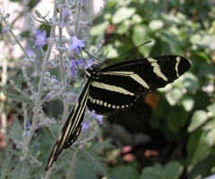 DSCN0042