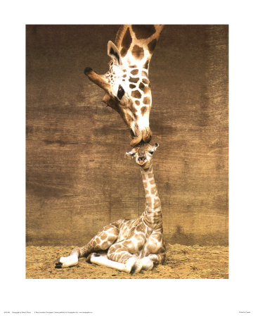 [EUS500~Giraffa-Primo-bacio-Posters.jpg]