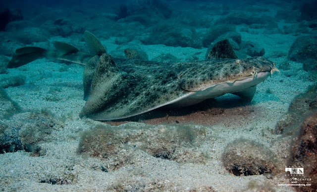 An Angel Shark Emerges from the sandy bottom