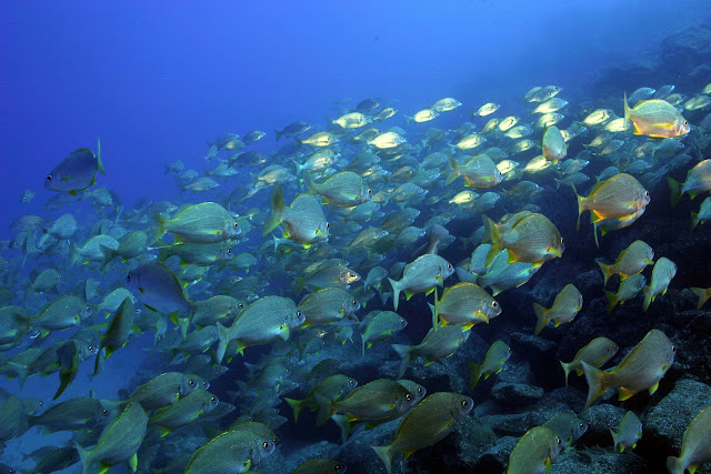 Fish in all directions
