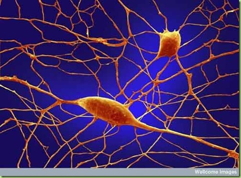 3neuronios 3neuronios