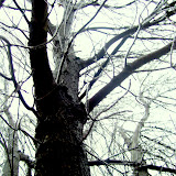 Ice Storm