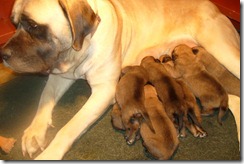 Mom - Suvalie and Pups (1 Week)