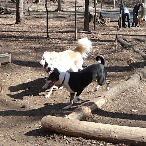 Nilla in pack