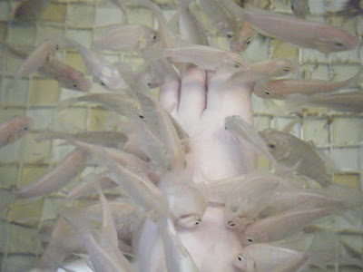 Nibbling Fishes