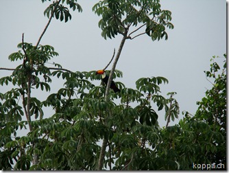 110216 Pantanal (1)