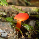 Vermilion waxcap