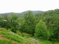 View From Patio