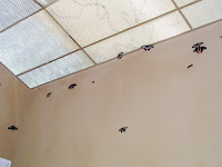 Butterfly Wall
