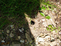 Snake Hole! (don't tell the girls)