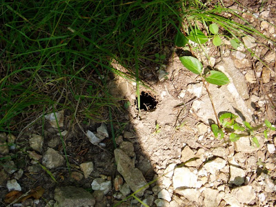 Snake Hole! (don't tell the girls)