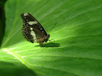 Butterfly. Melbourne Zoo.