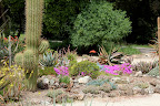 There's even a saguaro cactus--though it's not as impressive as the ones in Arizona.