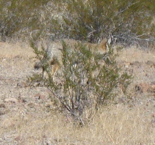 [coyote cropped[5].jpg]