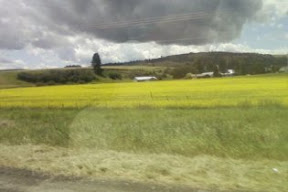 crops